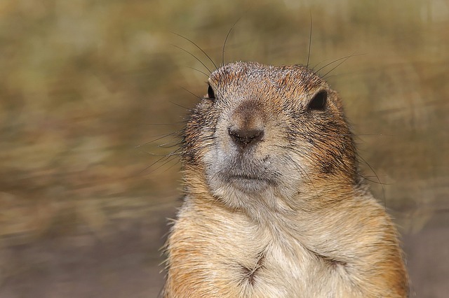 What to do when your ex-spouse is a Gopher parent